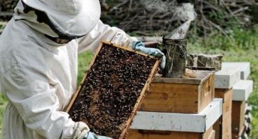 Jak správně připravit včely na zimování: pravidla a užitečná doporučení